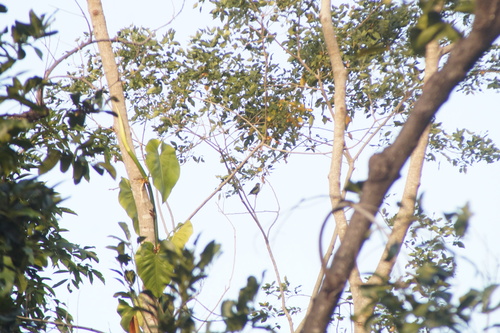 Red-legged Honeycreeper (Cyanerpes cyaneus), photo 10