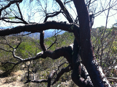 Bursera submoniliformis