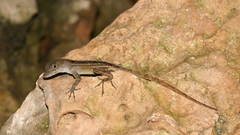 Anolis homolechis