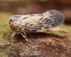 Cedusa maculata