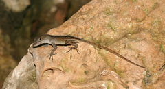 Anolis homolechis