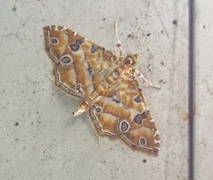 Ommatospila narcaeusalis
