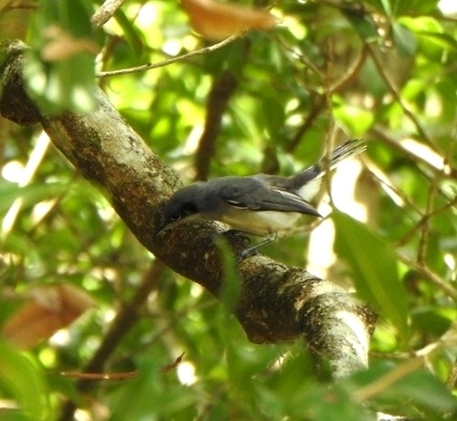 Masked Gnatcatcher (Polioptila dumicola), photo 3