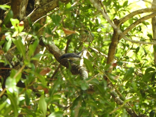Masked Gnatcatcher (Polioptila dumicola), photo 4