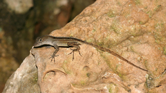 Anolis homolechis