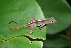 Anolis homolechis