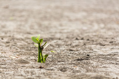 Laguncularia racemosa