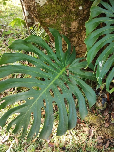 Monstera deliciosa