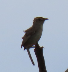 Cisticola natalensis