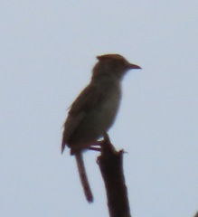 Cisticola natalensis