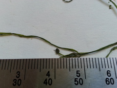 Potamogeton foliosus