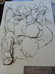 Potamogeton foliosus