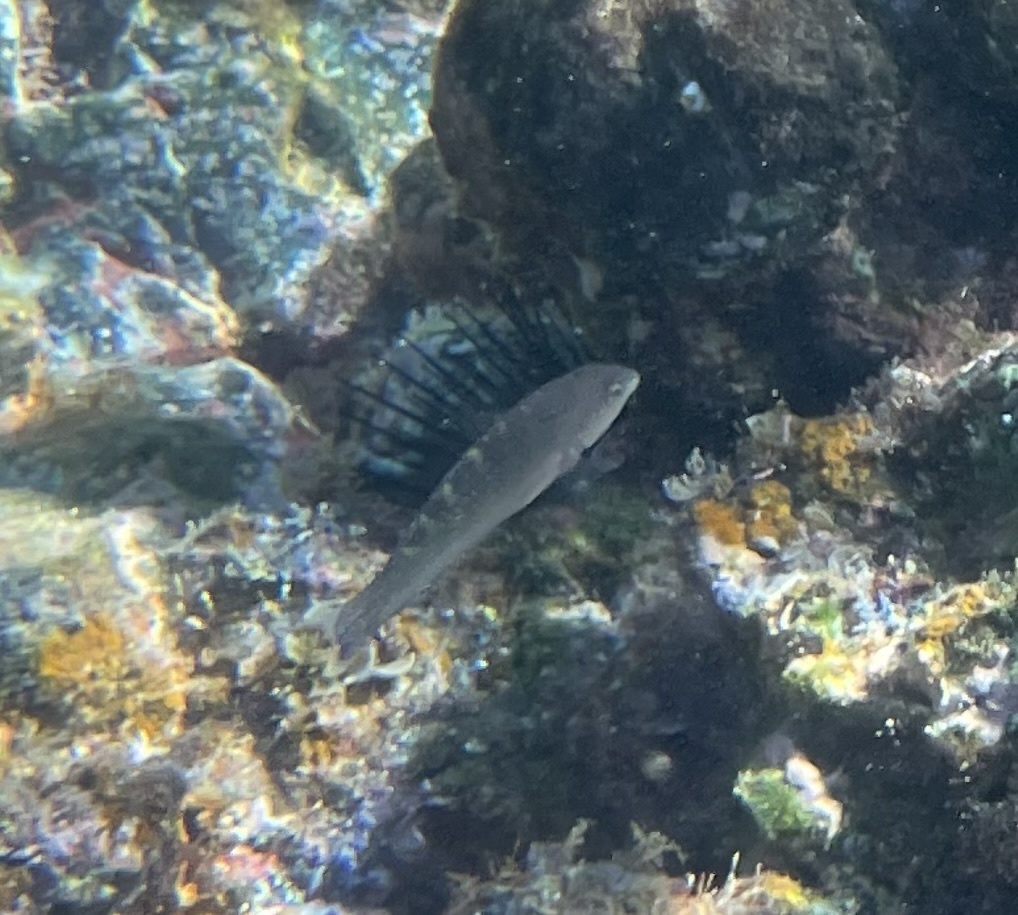 Banded wrasse (Halichoeres notospilus) — Labridae