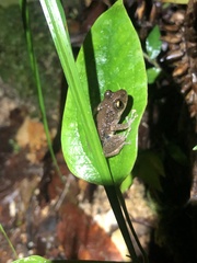 Pristimantis ventrimarmoratus