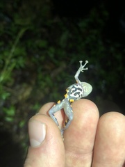 Pristimantis ventrimarmoratus