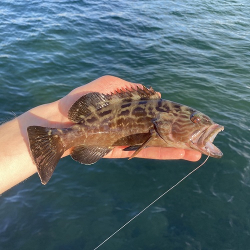 Black gouper (Mycteroperca bonaci) — Serranidae — 2