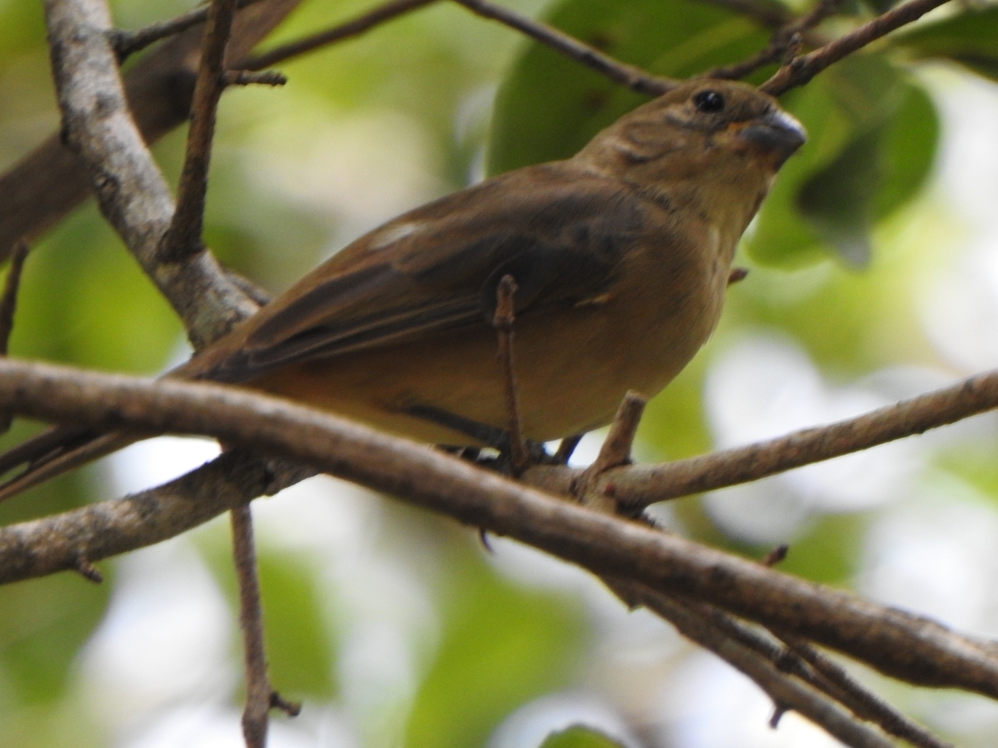 Rusty-collared Seedeater (Sporophila collaris), photo 2