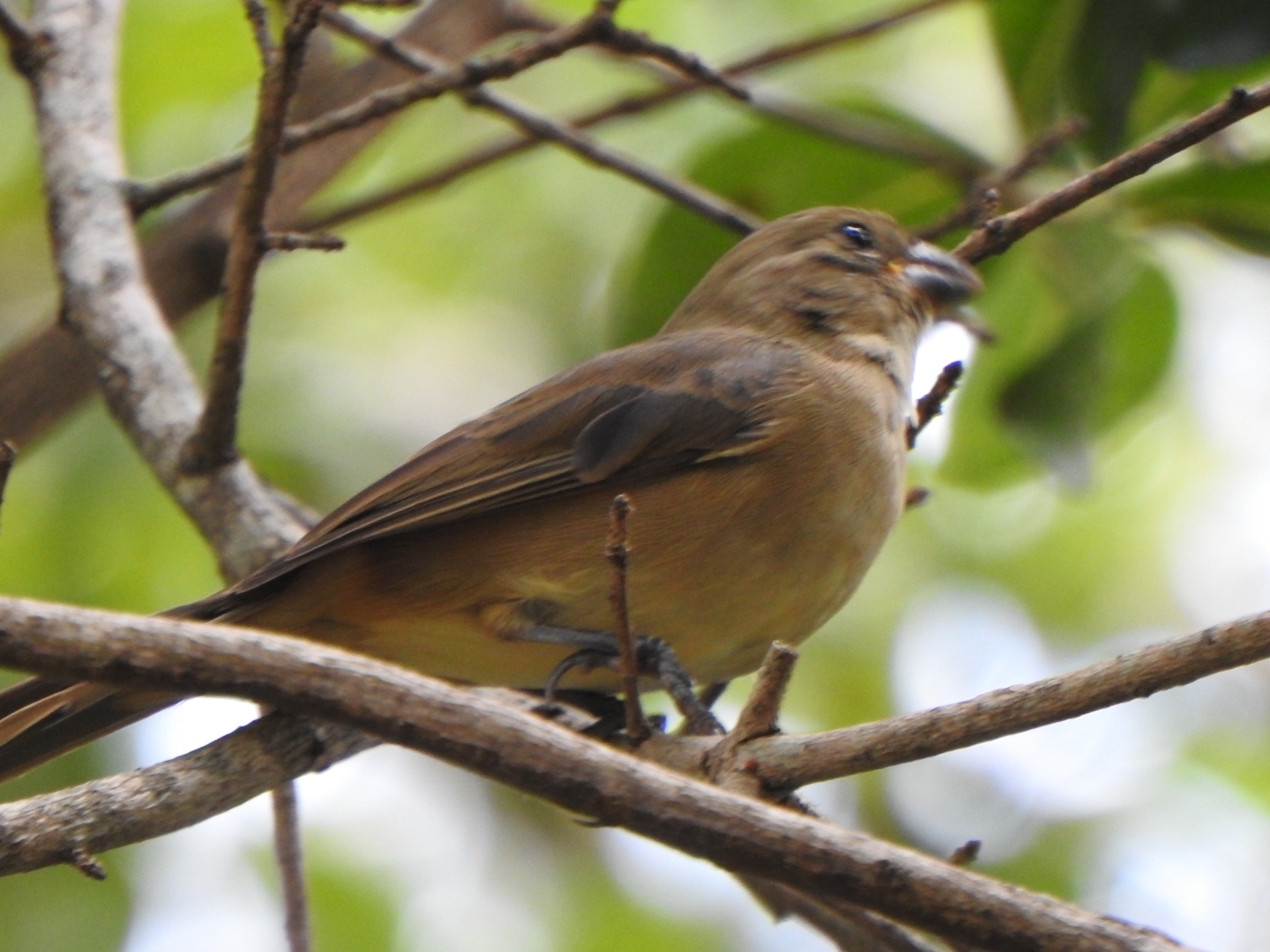 Rusty-collared Seedeater (Sporophila collaris), photo 3