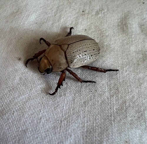 Cashew beetle