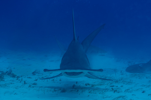 Great hammerhead (Sphyrna mokarran) — Sphyrnidae — 2