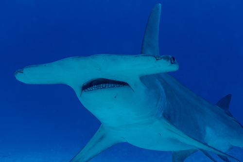 Great hammerhead shark
