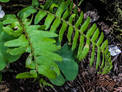 Polystichum imbricans