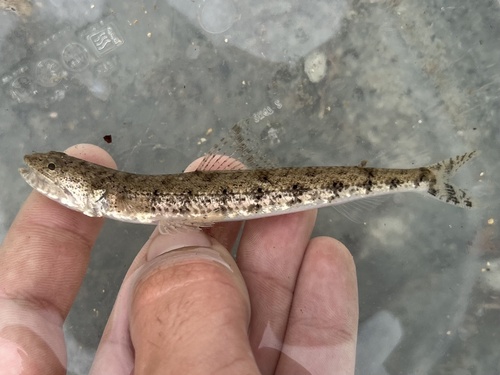 Clouded lizardfish (Saurida nebulosa) — Synodontidae — 3