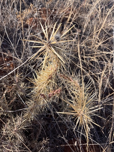 Davis' Cholla (Cylindropuntia davisii)