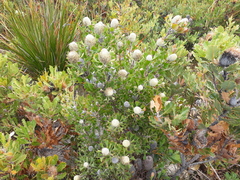Isopogon trilobus
