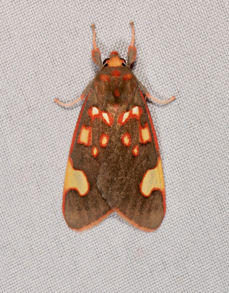 Melese costimacula