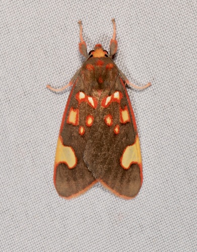 Melese costimacula