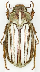 Dedalopterus bezdekorum