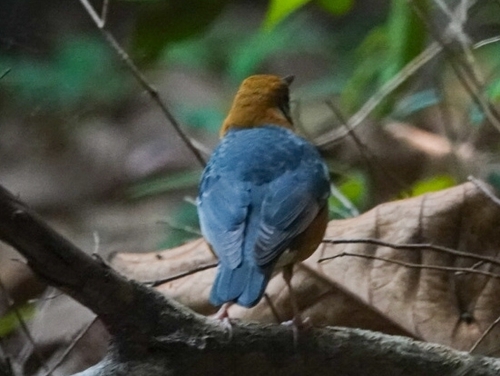 Orange-headed Thrush (Geokichla citrina), photo 3