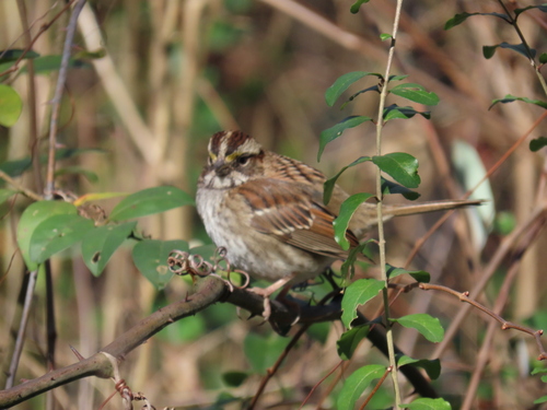 White-throated Sparrow