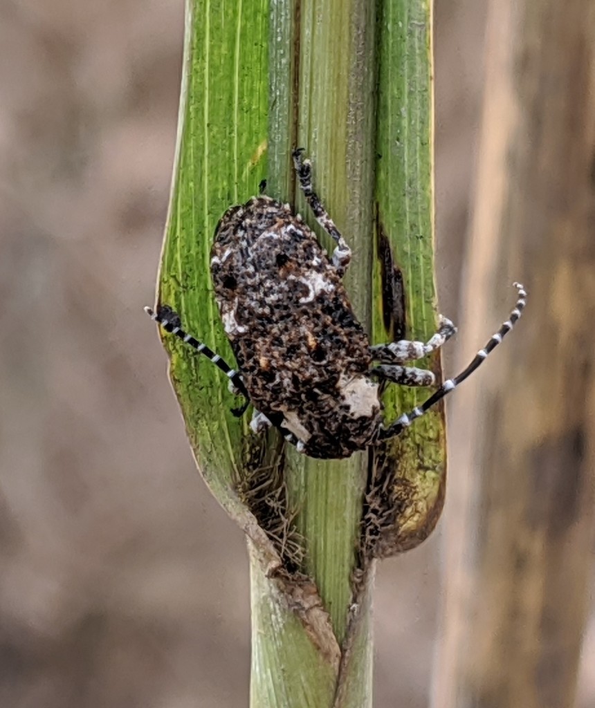 Corus collaris