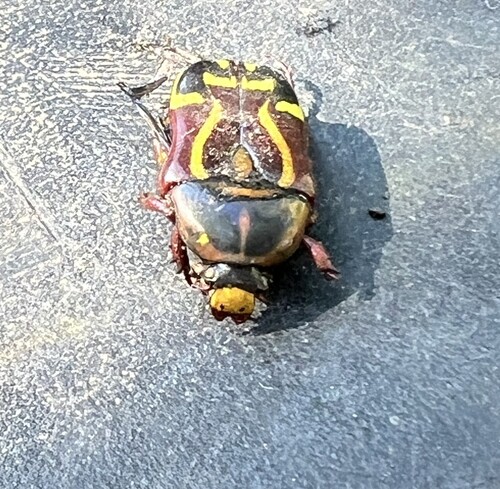 Fiddler Beetle