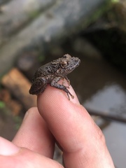 Pristimantis brevicrus