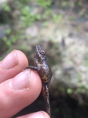 Pristimantis brevicrus