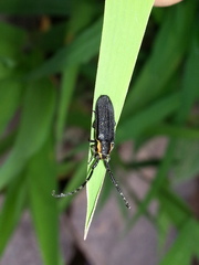Hemierana marginata