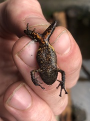 Pristimantis brevicrus