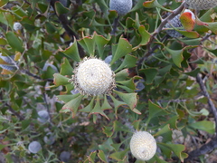 Isopogon trilobus