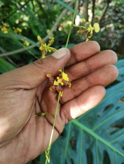 Oncidium leleui