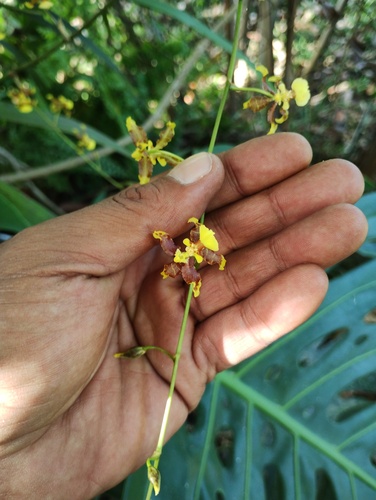 Oncidium leleui, photograph 4