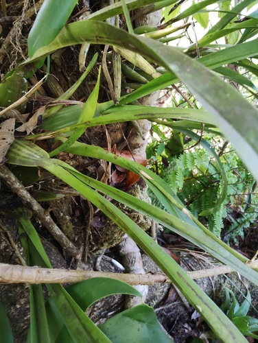 Oncidium leleui, photograph 2