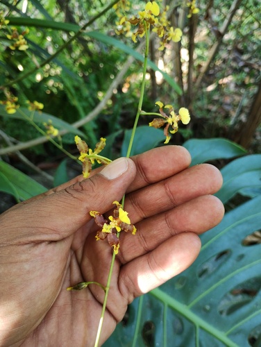 Oncidium leleui, photograph 5