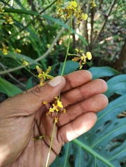 Oncidium leleui, photograph (c) Carlos Domínguez-Rodríguez, some rights reserved (CC BY)