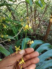 Oncidium leleui, photograph (c) Carlos Domínguez-Rodríguez, some rights reserved (CC BY)