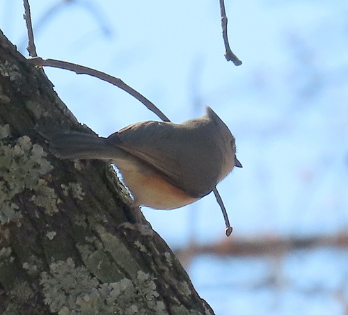 Tufted Titmouse