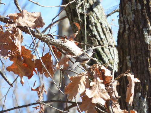 Tufted Titmouse