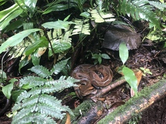 Bothrocophias microphthalmus